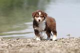BERGER AUSTRALIEN PUPPIES 133